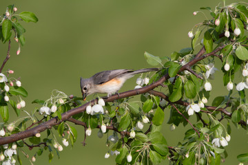 Tufted Titmouse in White Blossoms