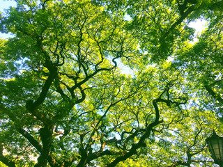  Tree branches  Background