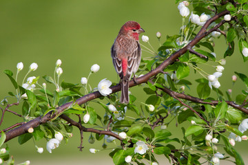 Male House Finch in White Blossoms