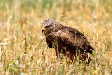 Fototapeta premium Close-up portrait of a Brown Kite