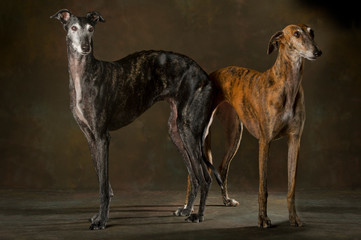 Two dogs of greyhound breed, black and tabby standing on the ground