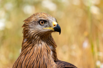 Close-up portrait of a Brown Kite