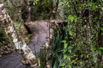 bayou trail