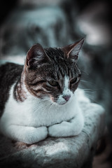 cat from the ancient city of ephesus