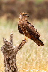 Adult of kite on a natural innkeeper