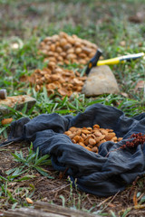collection and shelling almonds outdoors. Farming concept.