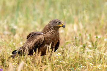 Close-up portrait of a Brown Kite