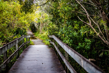 Fototapeta na wymiar foot bridge on the bayou