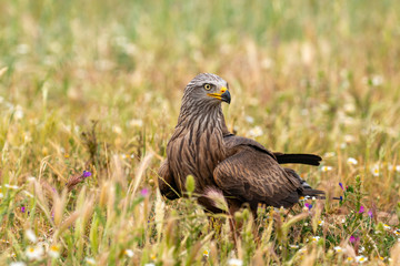 Close-up portrait of a Brown Kite