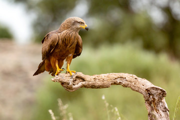 Adult of kite on a natural innkeeper