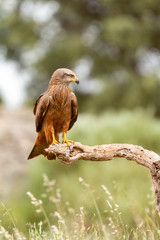 Adult of kite on a natural innkeeper