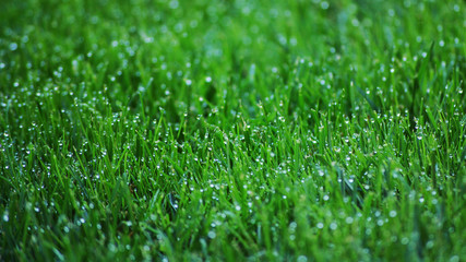Gras mit Regentropfen