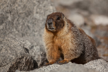 Marmot looking who is coming 