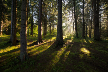 Sun rays shining through the trees in the forest