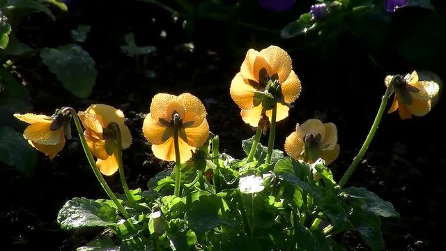 Im Gegenlicht der Morgensonne zittern die taunassen orangen Stiefm&uuml;tterchen im Wind