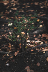 Small Tree