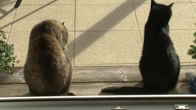 Die schwarze Katze verl&auml;sst den grau gestreiften Kater