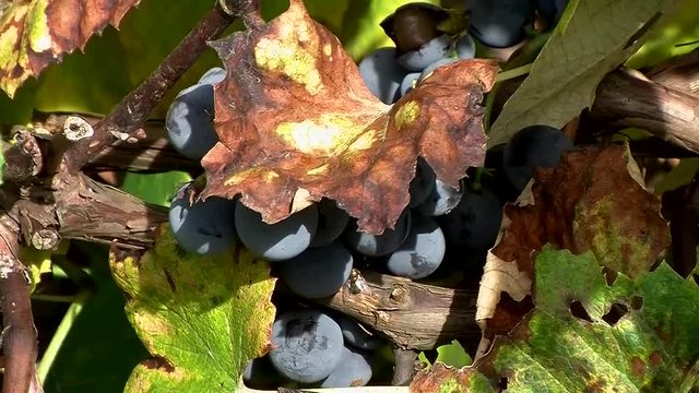 Weinreben und Weintrauben bewegen sich im Herbstwind
