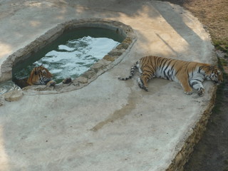 Naklejka na ściany i meble tiger resting on rock