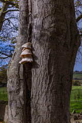 Fungi tier growing out of a split tree trunk