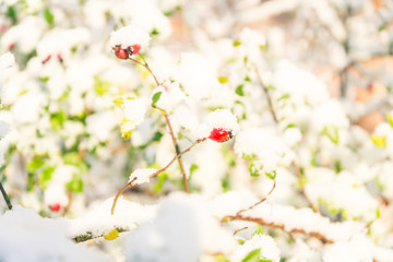 snowfall fell on autumn trees on an october day, yellow leaves under snow