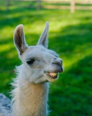 Fototapeta premium Portrait of a lama