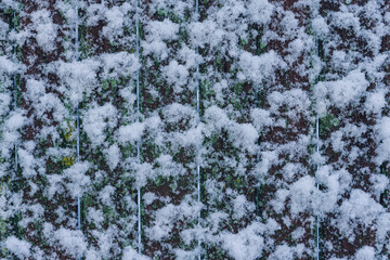 White snow covered wooden board fence, texture, background