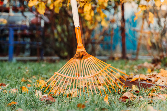 Raking fall leaves  on lawn with rake in the yard  in autumn.