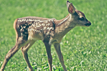 cute young wild roe deer