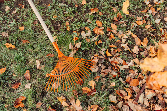 rake and pile of fallen leaves on lawn in autumn park, close up view. spring clean in garden back yard.