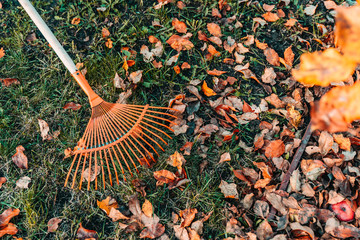 rake and pile of fallen leaves on lawn in autumn park, close up view