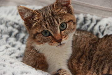 Chaton