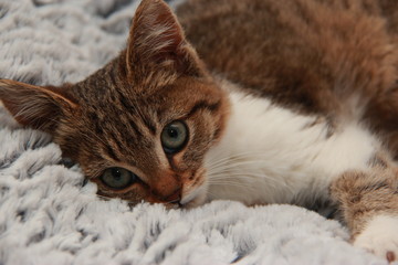 Chaton