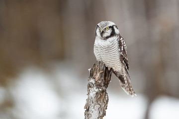 northern hawk-owl (Surnia ulula) is a medium sized true owl of the northern latitudes. It is non-migratory and usually stays within its breeding range, though it sometimes irrupts southward.