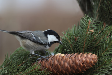 Coal Tit, sitting on a fir cone on a blurry brown background ...
