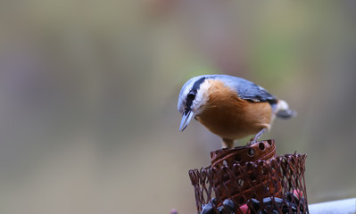 A self-confident nuthatch stands on a feeder, on a blurry background of indefinite color ...