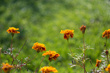Close-up of orange flowers in garden