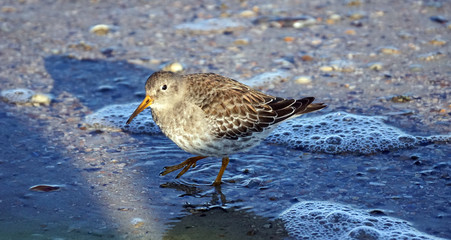 Watvogel, Limikolen