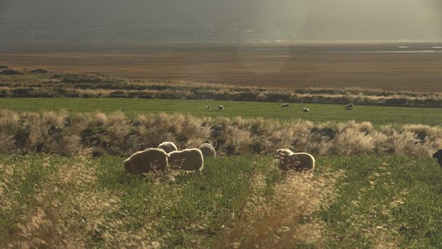 Sheep grazing in peaceful pasture morning light Iceland.mov