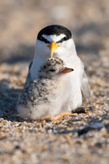 A hatchling Least Tern and its mother.