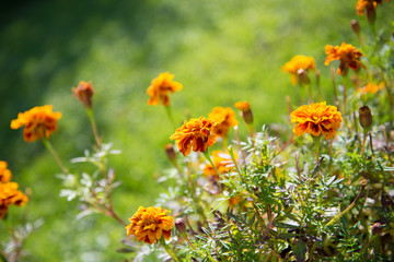 Close-up of orange flowers in garden