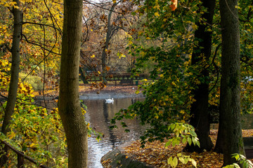 Autumn landscape with a swan in the center of the frame.