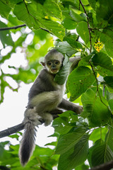 black-and-white snub-nosed monkey, rhinopithecus bieti, Stupsnasenaffe