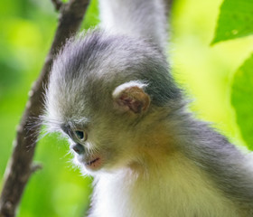 black-and-white snub-nosed monkey, rhinopithecus bieti, Stupsnasenaffe