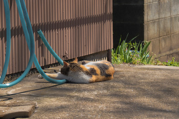 寝そべる三毛猫