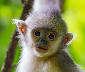 black-and-white snub-nosed monkey, rhinopithecus bieti, Stupsnasenaffe