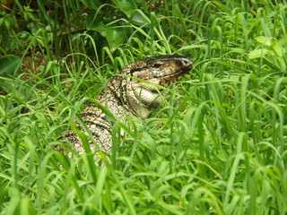 frog in grass