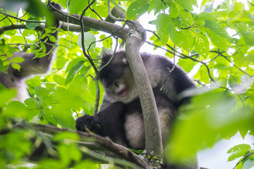 black-and-white snub-nosed monkey, rhinopithecus bieti, Stupsnasenaffe