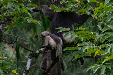 black-and-white snub-nosed monkey, rhinopithecus bieti, Stupsnasenaffe