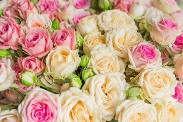 Obraz na płótnie Canvas Beautiful background of pink and beige roses. Greeting card for holidays